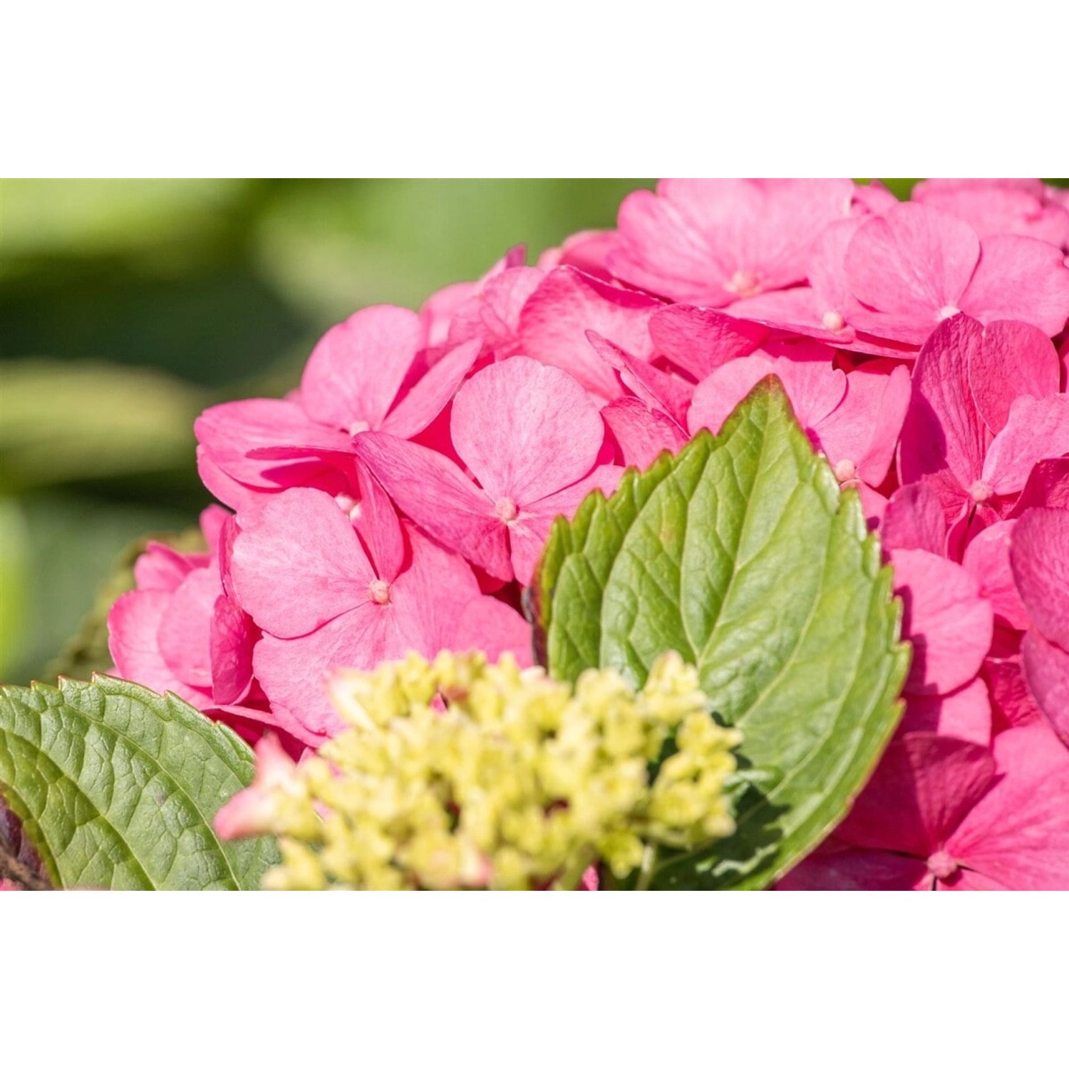 Hydrangea Mac. 'Bouquet Rose' Bauernhortensie 30-40 cm günstig online kaufen