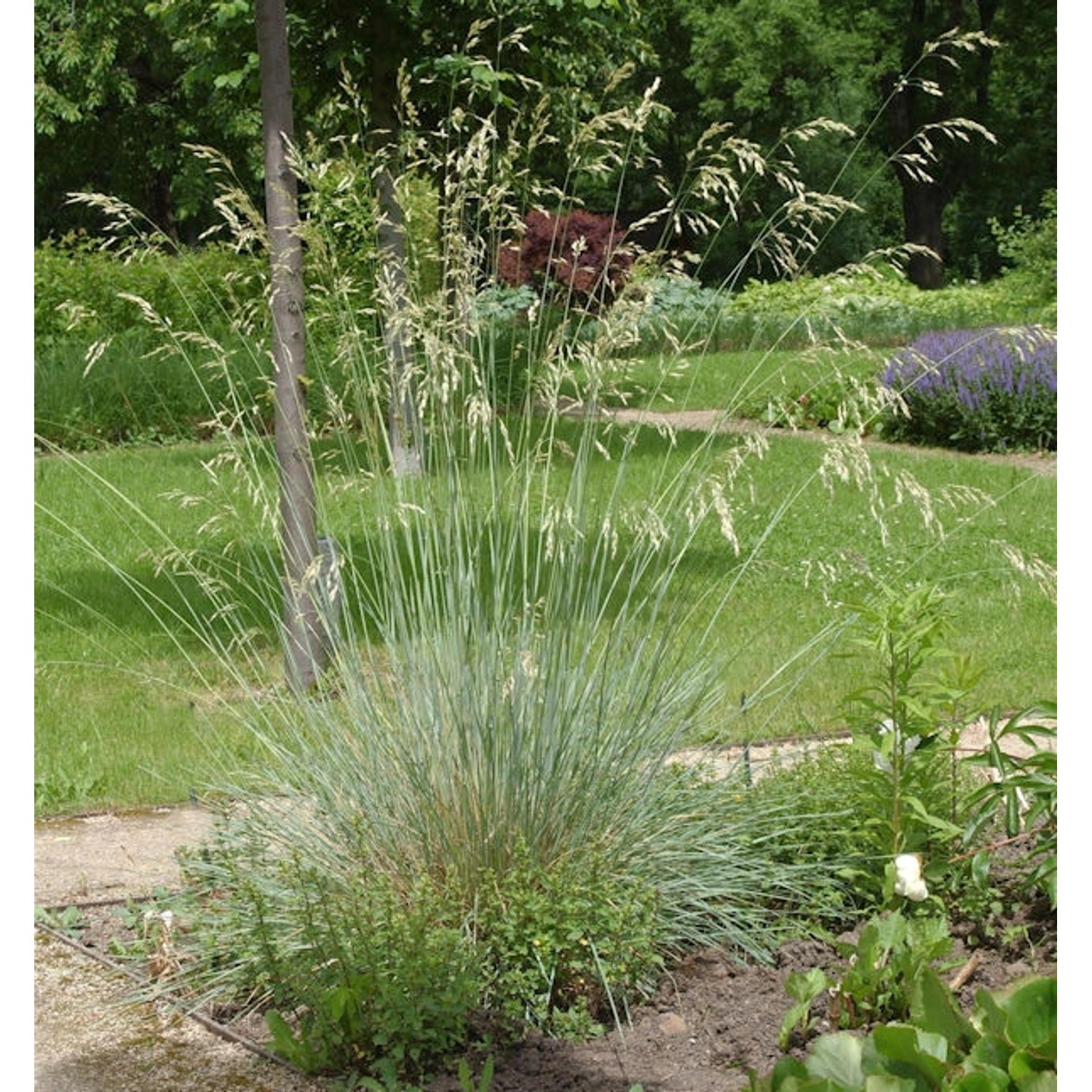 Blaustrahlhafer Saphirsprudel - großer Topf - Helictotrichon sempervirens günstig online kaufen