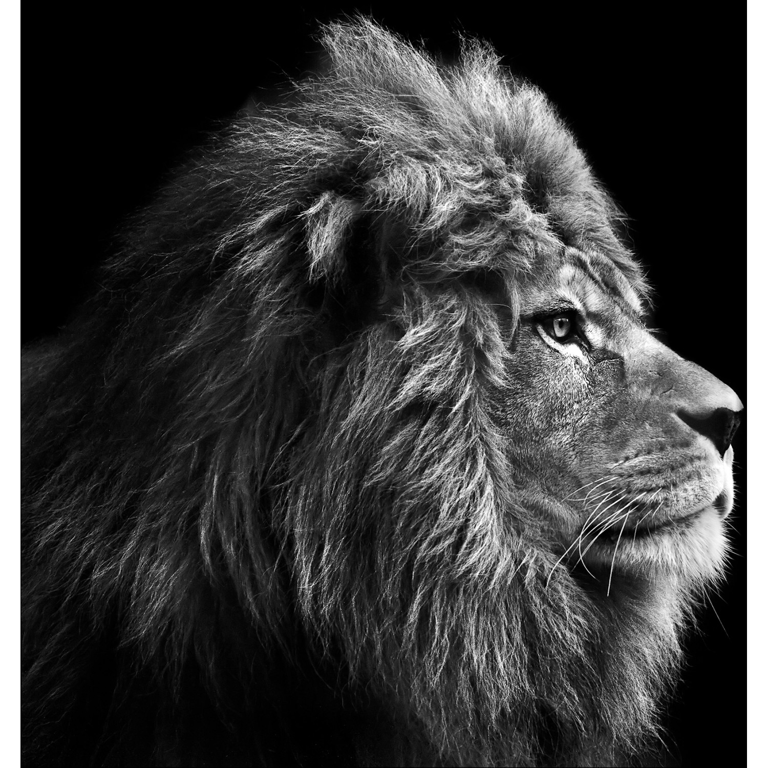 Kunstleinwand Grey Lion Head, 27x27 cm, zeigt Löwenkopf im Profil, schwarz-weiß, modernes Wandbild.