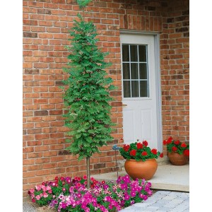 Säulen-Eberesche 'Fastigiata' (125–150 cm) im Garten, umgeben von Blumenbeeten.