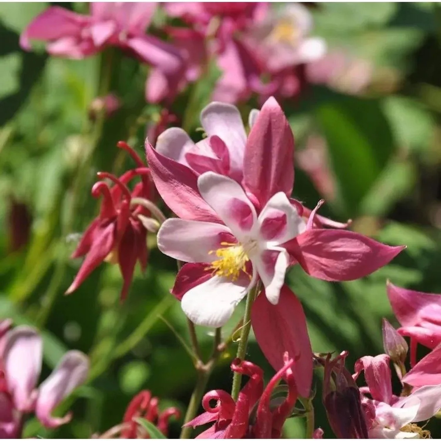 Akelei Rose Queen - Aquilegia caerulea