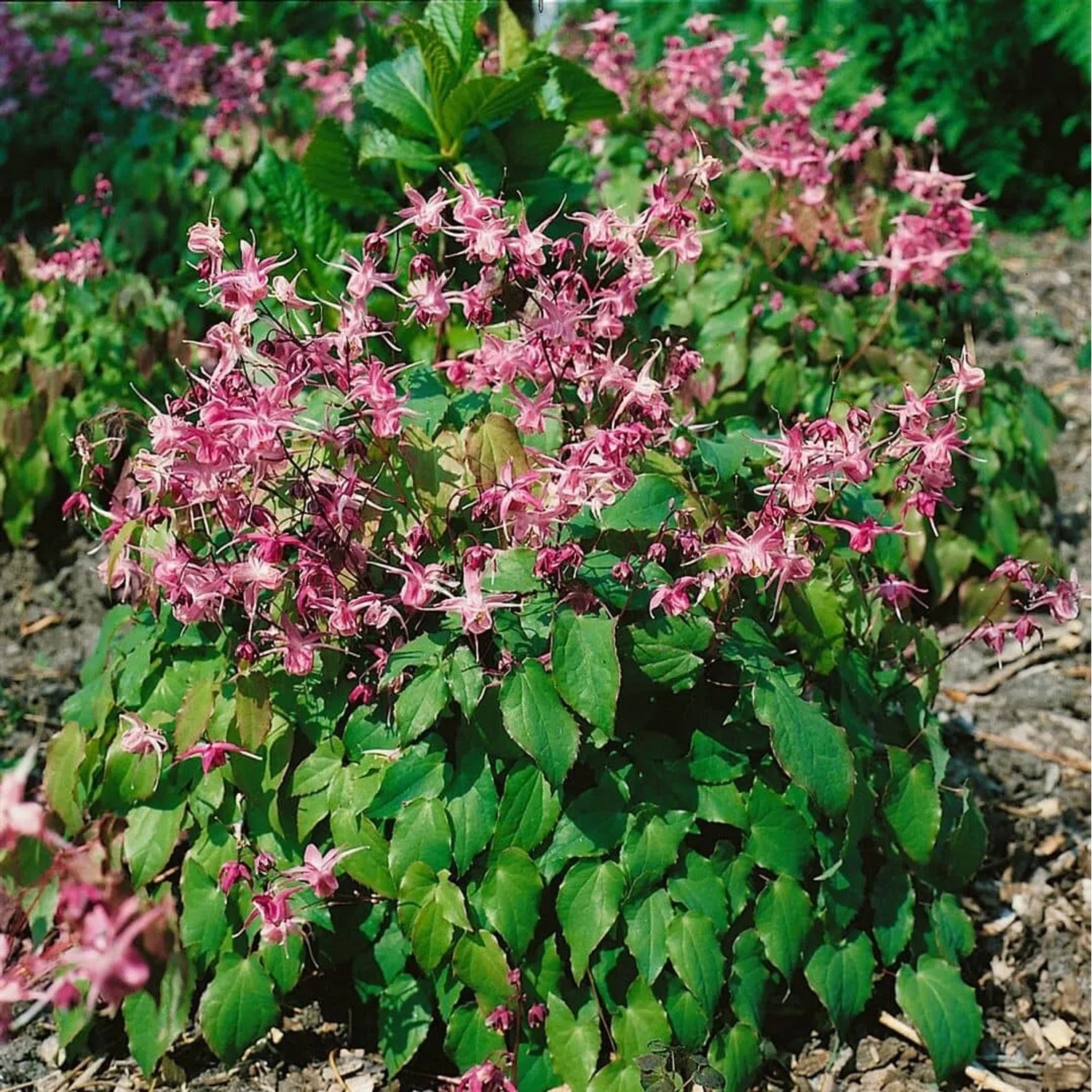 Rosa Elfenblume (Epimedium x Youngianum Roseum) im 9x9 cm Topf, blühende Staude mit grünen Blättern.