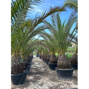 Sunny-Tree Palme Phoenix Canariensis XXL 300 cm Kanarische Dattelpalme