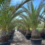 Sunny-Tree Palme Phoenix Canariensis XXL 300 cm Kanarische Dattelpalme_2