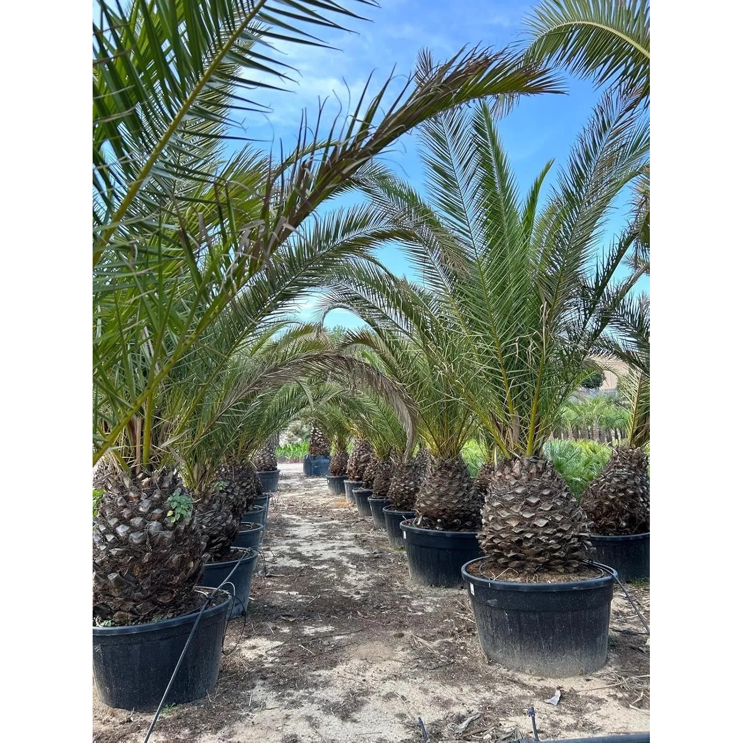 Sunny-Tree Palme Phoenix Canariensis XXL 300 cm Kanarische Dattelpalme_2