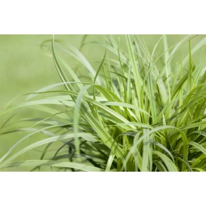 Grüne Carex Caryophyllea 'The Beatles' Segge im 9x9 cm Topf.