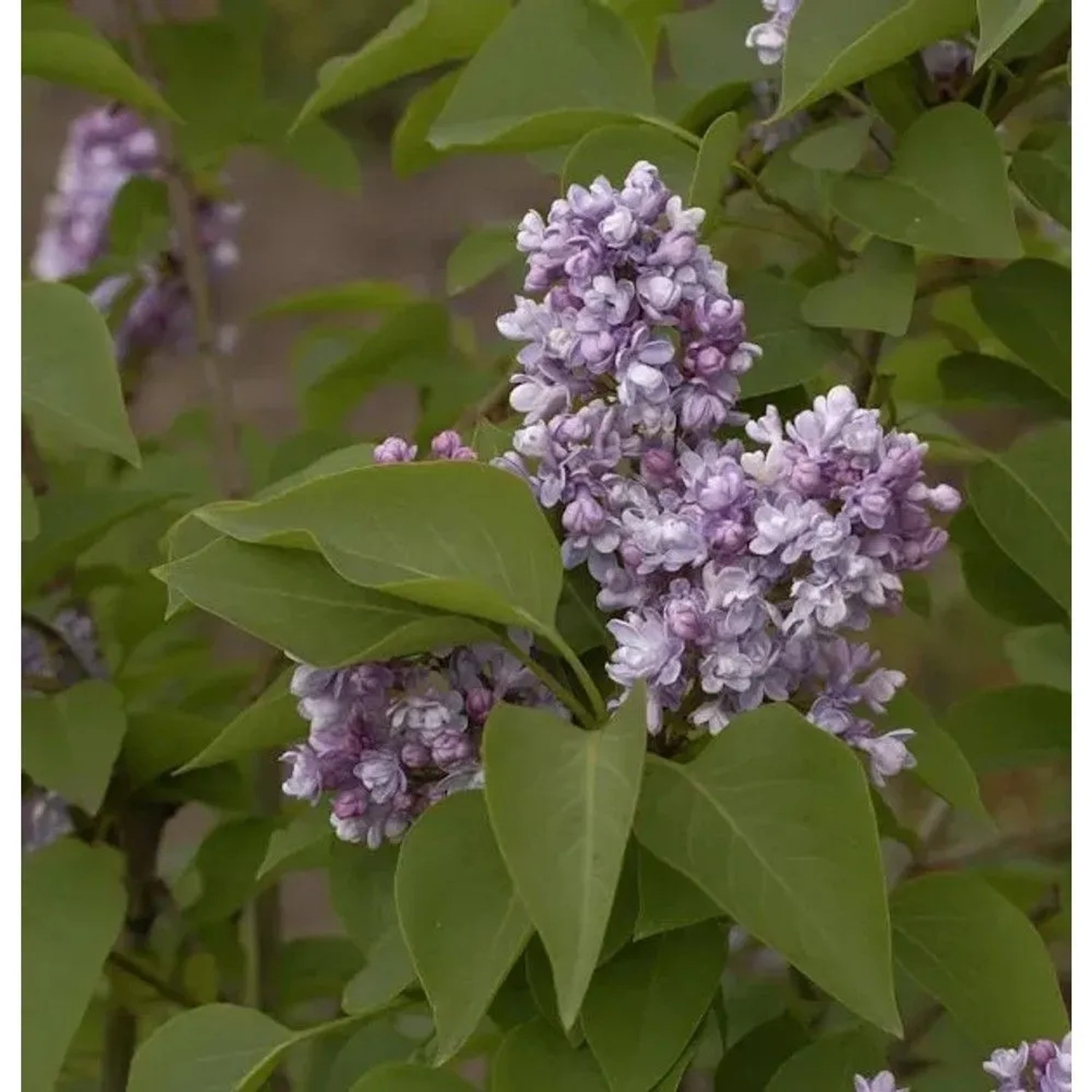 Hochstamm Edelflieder Katharine Havemeyer 60-80cm - Syringa vulgaris