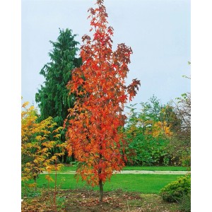 Schlanker Amberbaum Liquidambar Styraciflua mit rotem Herbstlaub, 80-100 cm hoch.