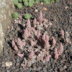 Chinesische Narrenkappe (Orostachys iwarenge) Staude mit rosa Blütenständen auf dunklem Lavagestein.