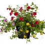 Zauberglöckchen Trio im Topf, Hängepflanze mit roten, gelben und lila Blüten.