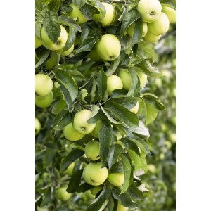 Apfelbaum Golden Delicious mit reifen, goldgelben Äpfeln und grünen Blättern.