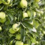 Apfelbaum Golden Delicious mit reifen, goldgelben Äpfeln und grünen Blättern.