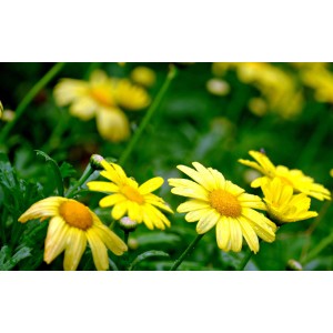 Gelbe Strauchmargerite (Euryops) von GROW by OBI, ca. 25 cm hoch.