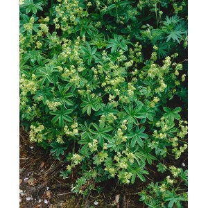 Felsen-Frauenmantel (Alchemilla Saxatilis) im 9x9 cm Topf, grüne Blätter und gelbgrüne Blüten.