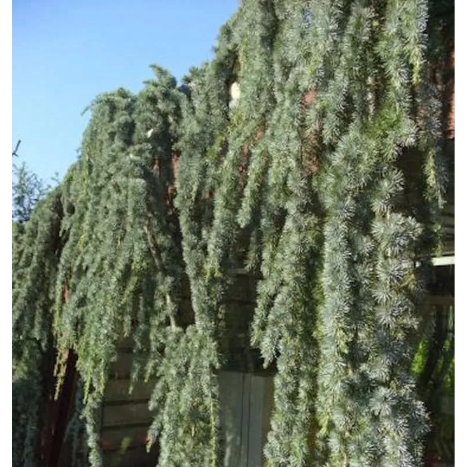 Blaue Hängezeder 30-40cm - Cedrus atlantica