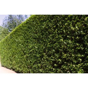 Dichte, grüne Hecke aus Ovalblättrigem Liguster (Ligustrum ovalifolium) von GROW by OBI.