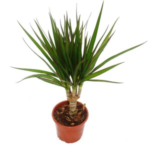 Drachenbaum (Dracaena marginata) im Topf, eine pflegeleichte Zimmerpflanze mit grünen Blättern.