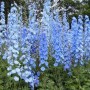 6 x Pacific-Rittersporn 'Summer Skies' Delphinium Topf 9cm Hellblaue Blüten