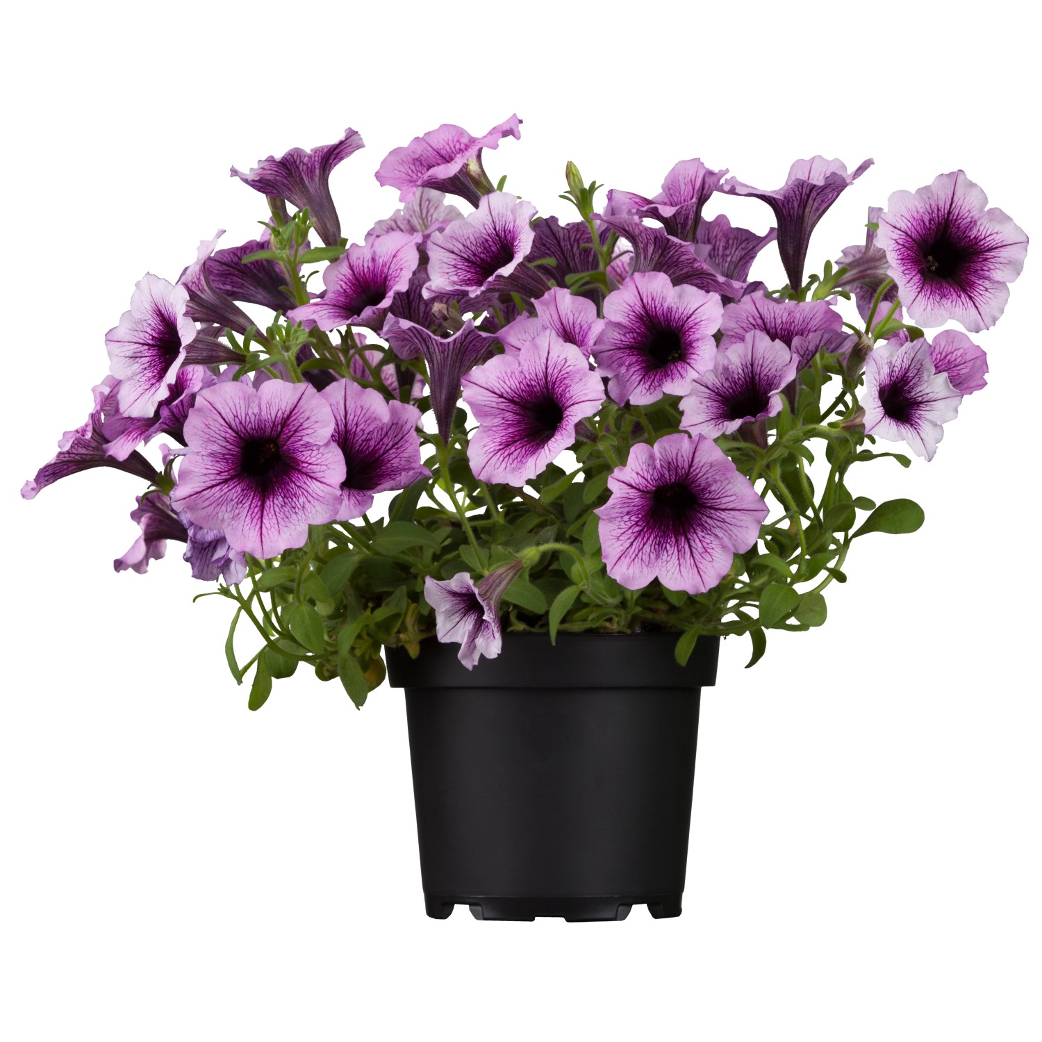 Topf-Petunie mit lila-weißen Blüten im schwarzen Topf, ideal für Hängepflanzen.