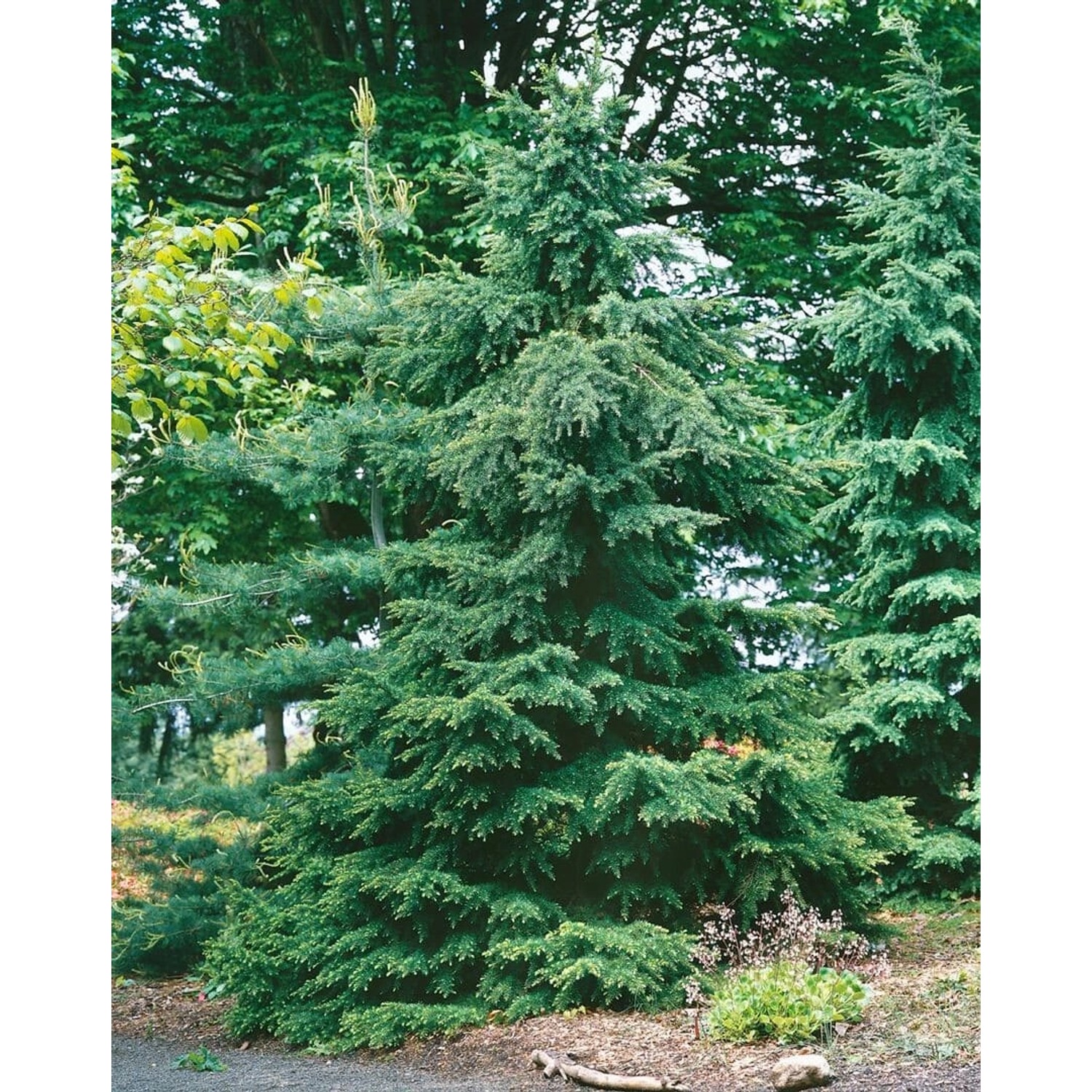 Berg-Hemlocktanne (Tsuga Mertensiana), 40–50 cm, mit grünen Nadeln im Garten.