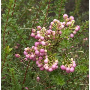 Torfmyrthe mit rosa Beeren, Detailaufnahme der Pernettya mucronata.