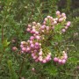 Torfmyrthe mit rosa Beeren, Detailaufnahme der Pernettya mucronata.