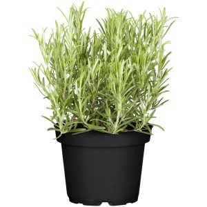 GROW by OBI Rosmarin im Topf, beliebtes Küchenkraut mit grünen Nadeln.