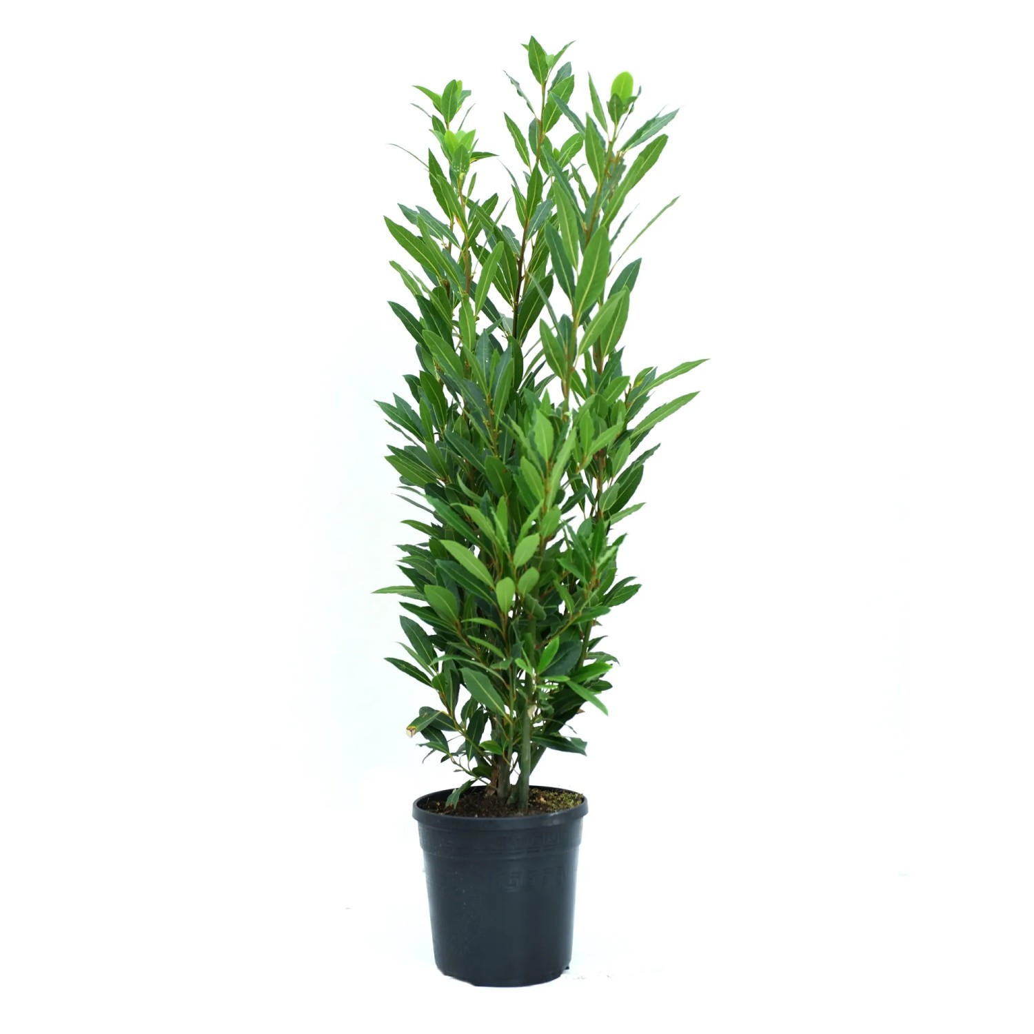 GROW by OBI Echter Lorbeer Höhe ca. 25 cm Topf ca. 3 l Laurus noblis