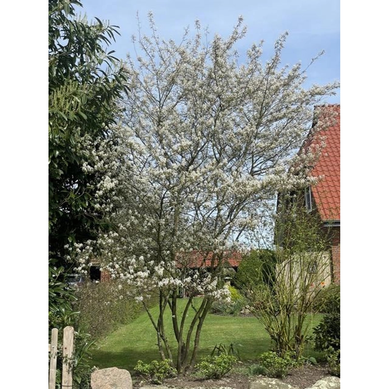 Kupfer-Felsenbirne als Topfpflanze mit weißen Blüten im Garten, ca. 60-100cm hoch.