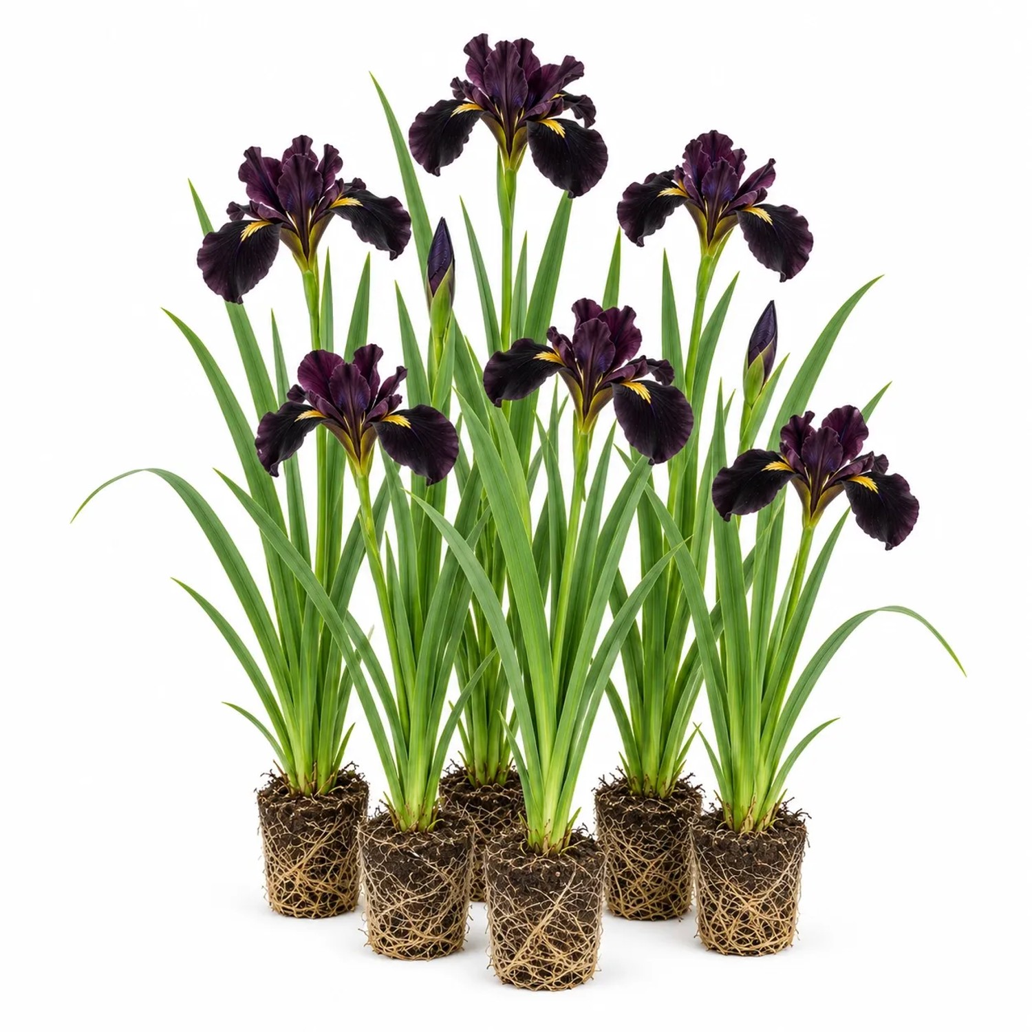 Vdvelde Schwarze Schwertlilie   Iris Louisiana   12 Pflanzen