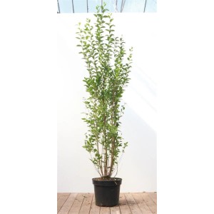 Ovalblättriger Liguster (175-200 cm) im Topf, ideal als Heckenpflanze.