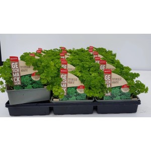 6er Schale GROW by OBI Petersilie Kraus, krause Blätter, aromatisch, im Anzuchttopf.