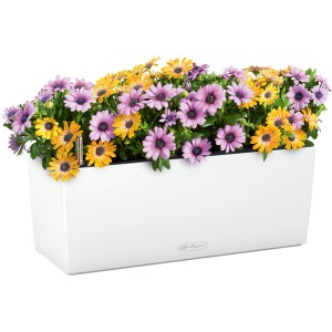 Weißer Lechuza Balconera Color 50 Blumenkasten mit bunten Margeriten.