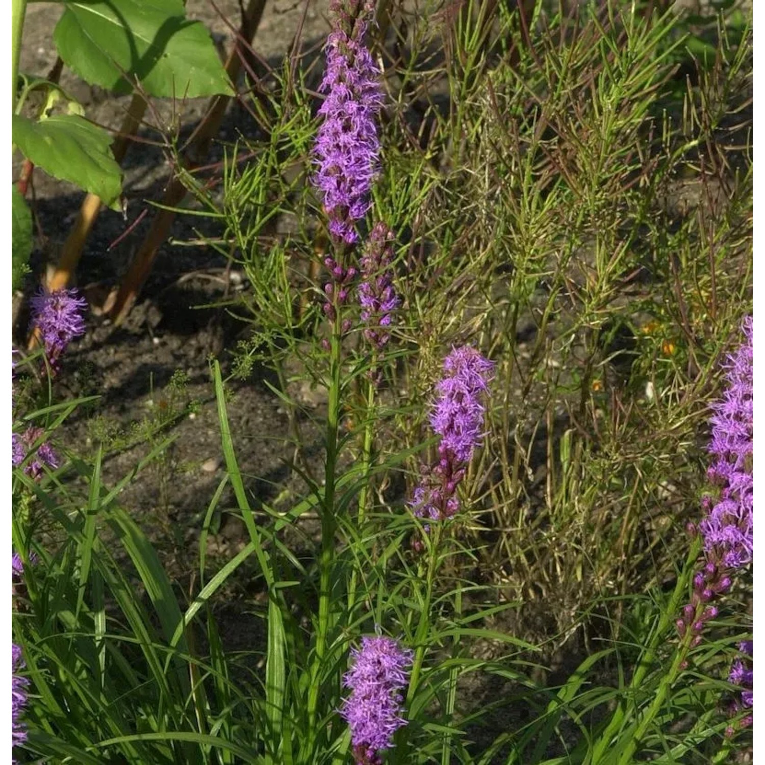 Prachtscharte - Liatris spicata
