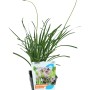 GROW by OBI Kaplilie im Topf, eine attraktive Teichpflanze mit violetten Blüten.