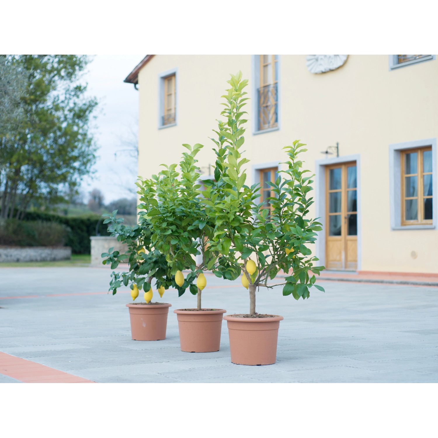 GROW by OBI Zitrus Busch in Sorten Topf ca. 24 cm Citrus mitis günstig online kaufen
