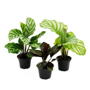 Exotenherz Schattenpflanzen 3er Set Calathea mit auffälligen Blattmustern im 7cm Topf.