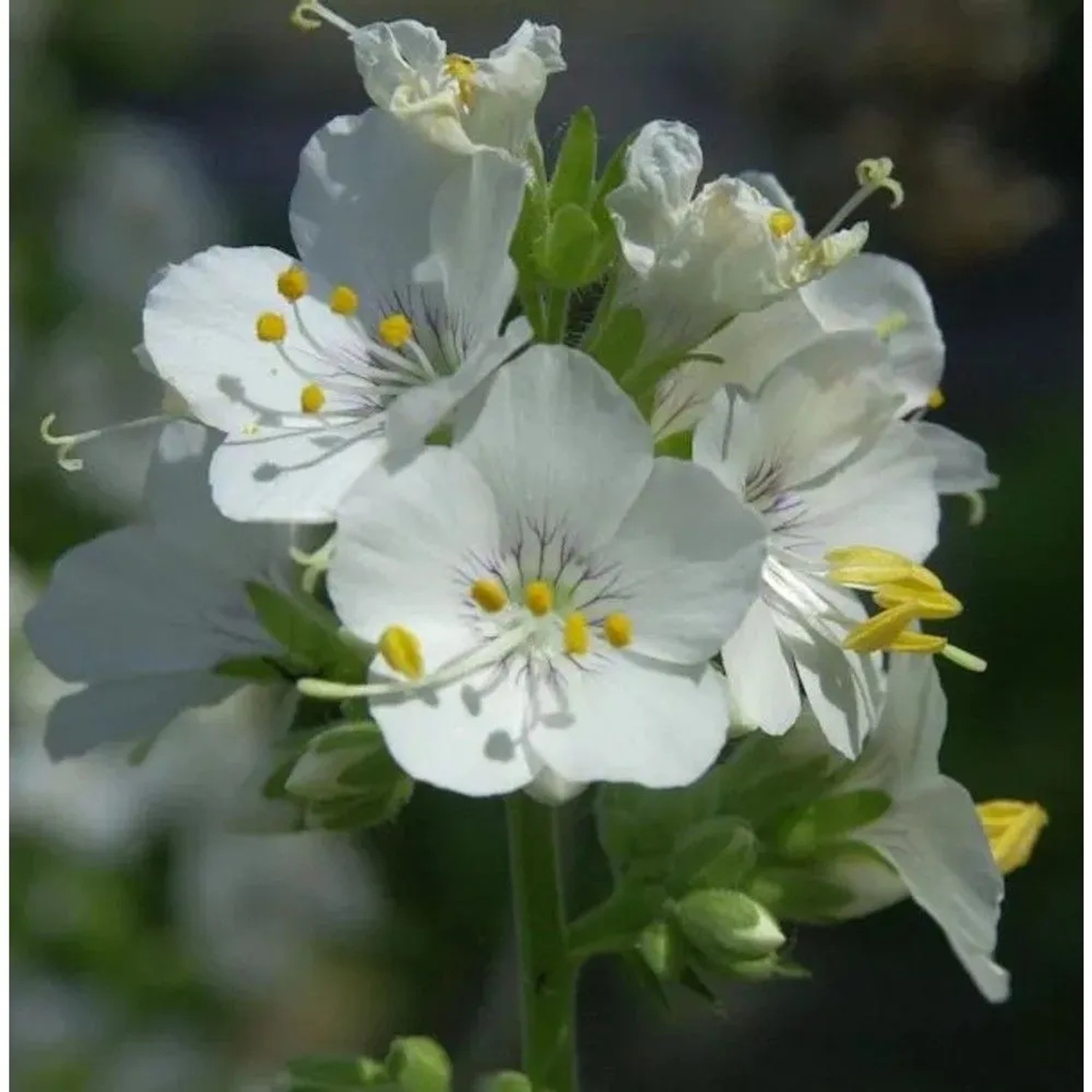 Weiße Himmelsleiter - Polemonium caeruleum