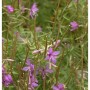 Rosmarin-Weidenröschen (Epilobium dodonaei) mit violettrosa Blüten und schlanken grünen Stängeln. Eine Staude.