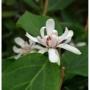 Nahaufnahme einer Blüte des Gewürzstrauchs Venus (Calycanthus floridus) mit grünen Blättern.