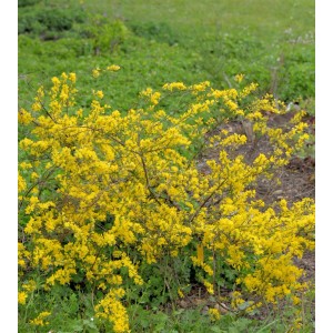 Blühender Regensburger Ginster Strauch (Chamaecytisus ratisbonensis) mit gelben Blüten.