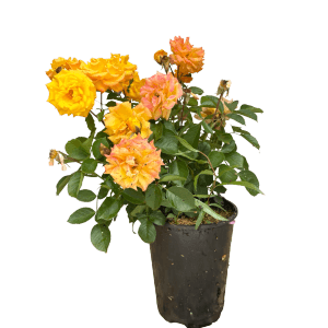 Beetrose Goldmarie 82 im Topf mit gelben und orangefarbenen Blüten.