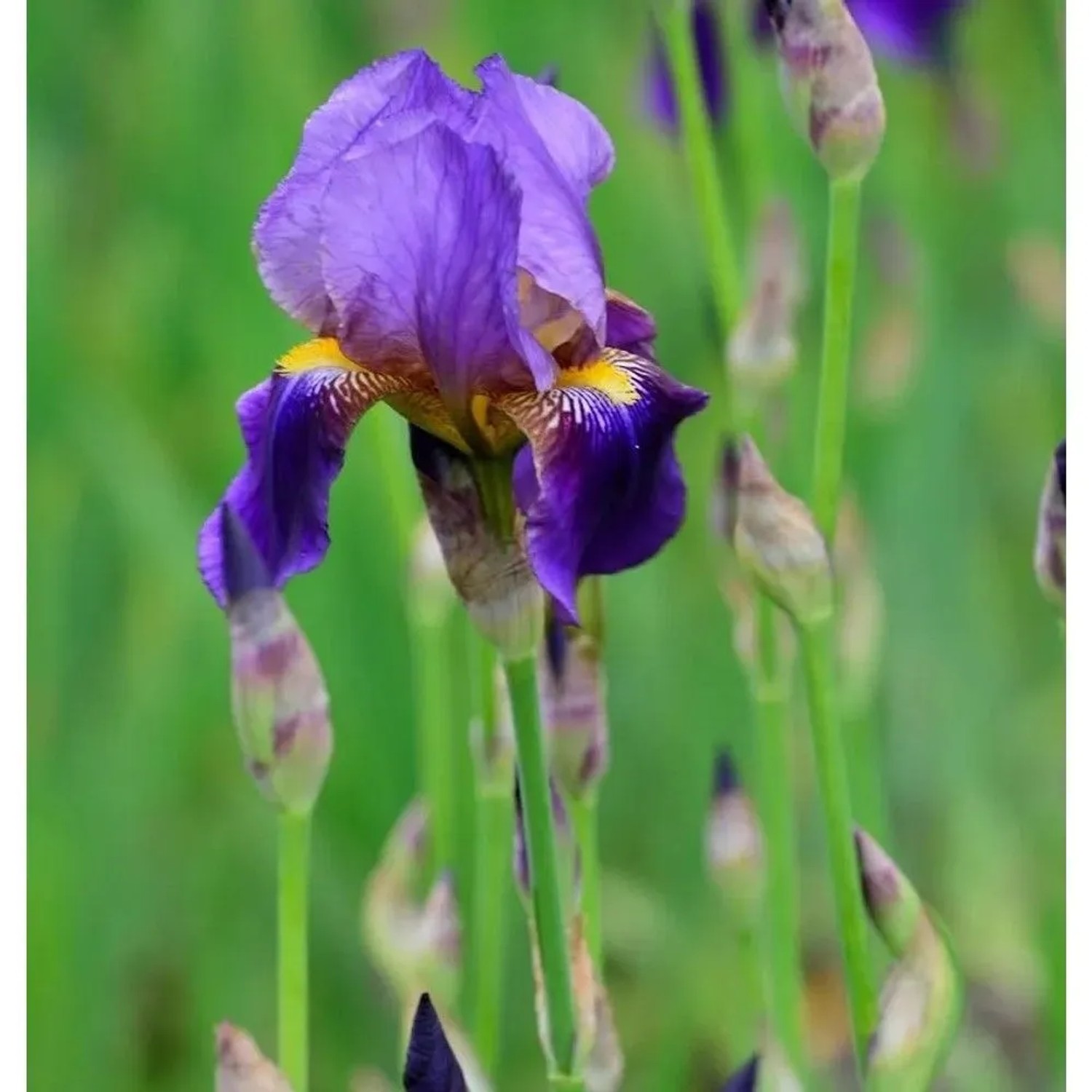 Schwertlilie Alcazar - Iris barbata