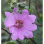 Nahaufnahme einer rosa Buschmalve (Lavatera olbia) Blüte.