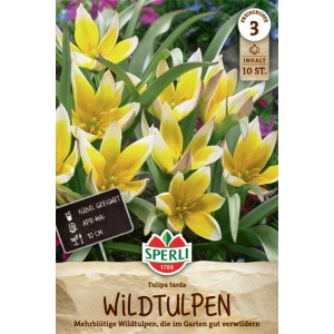 Sperli Wildtulpe tarda: gelbe, sternförmige Blüte mit weißen Spitzen, 10 Stück