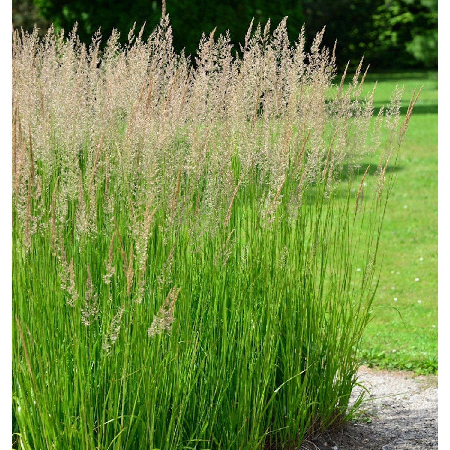 Wald-Reitgras - Calamagrostis arundinacea günstig online kaufen