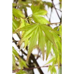 Acer Palmatum Orange Dream: Nahaufnahme der leuchtend grünen Blätter des Japanischen Ahorns.