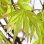 Acer Palmatum Orange Dream: Nahaufnahme der leuchtend grünen Blätter des Japanischen Ahorns.