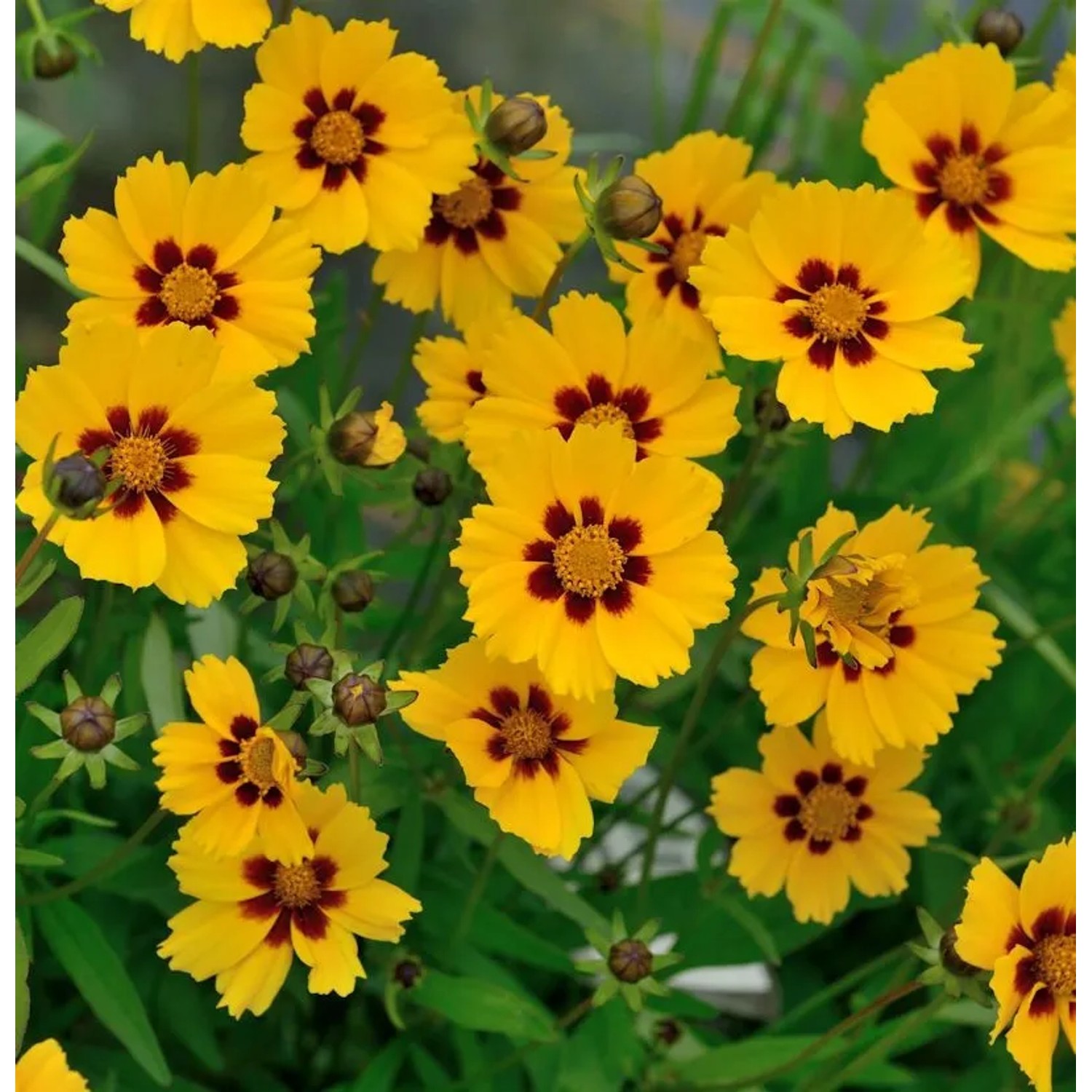 Mädchenauge Baby Gold - Coreopsis,anceolata