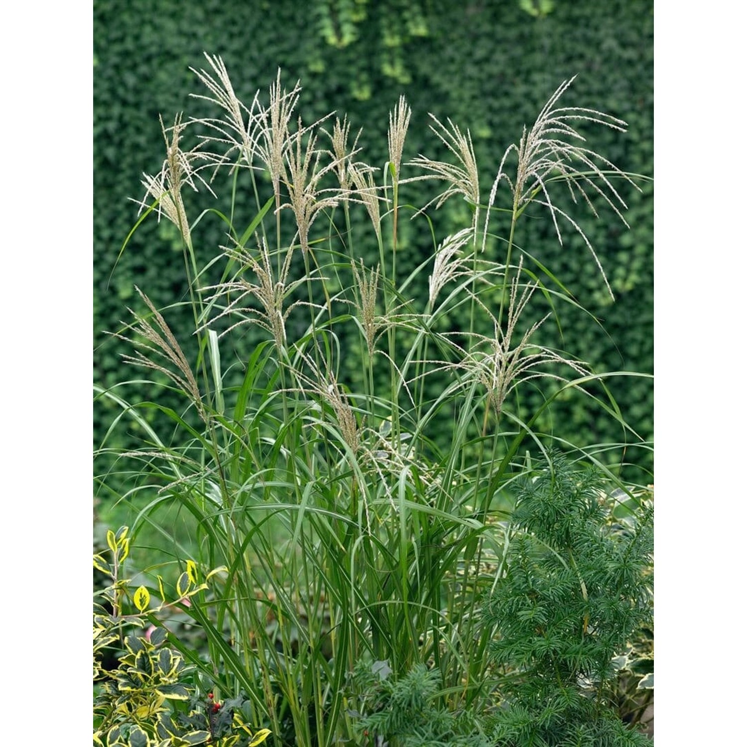 Miscanthus Sinensis Silberfeder Chinaschilf Ca. 11x11 cm Topf günstig online kaufen